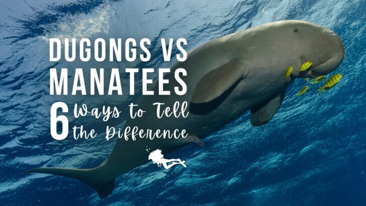Dugong vs Manatee – 6 Ways to Tell the Difference