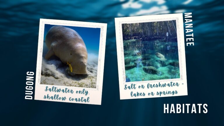Dugong vs Manatee – 6 Ways to Tell the Difference