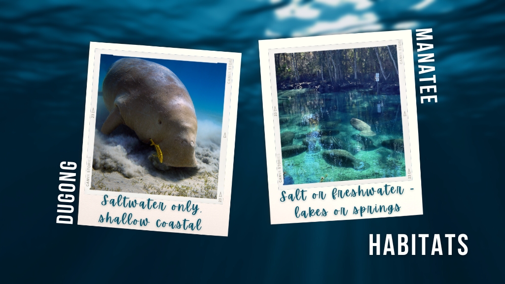 Two images on an underwater background show the difference between dugong vs manatee habitats. On the left, a dugong explores shallow coastal waters, on the right a group of manatees swim in a clear, freshwater spring.