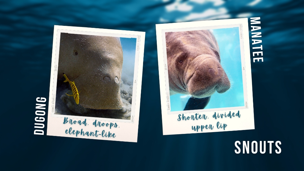Two images on an underwater background show the difference between dugong vs manatee snouts. A broad, drooping dugong snout is on the left, with a manatee with it's shorter, separated upper lip on the right. 