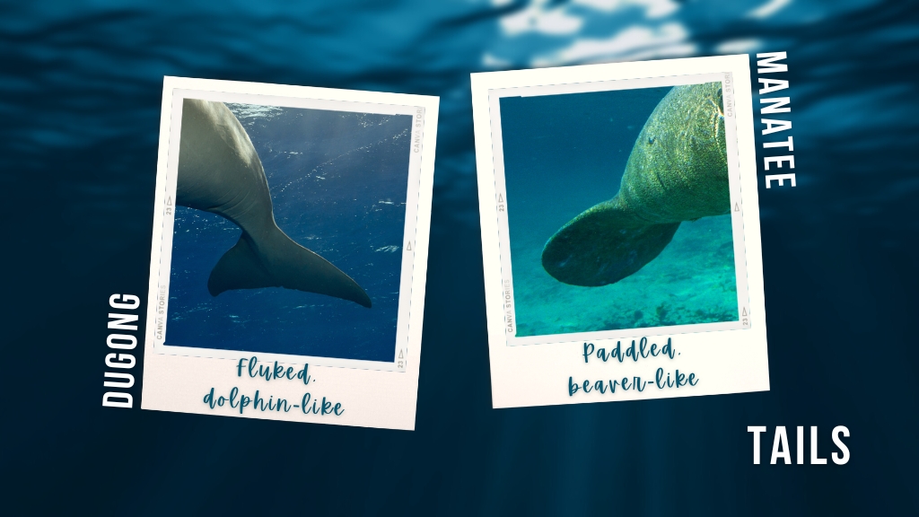 Two images on an underwater background show the difference between dugong vs manatee tails. A fluked, two-pronged dugong tail is on the left, with a paddle-like, rounded manatee tail on the right. 