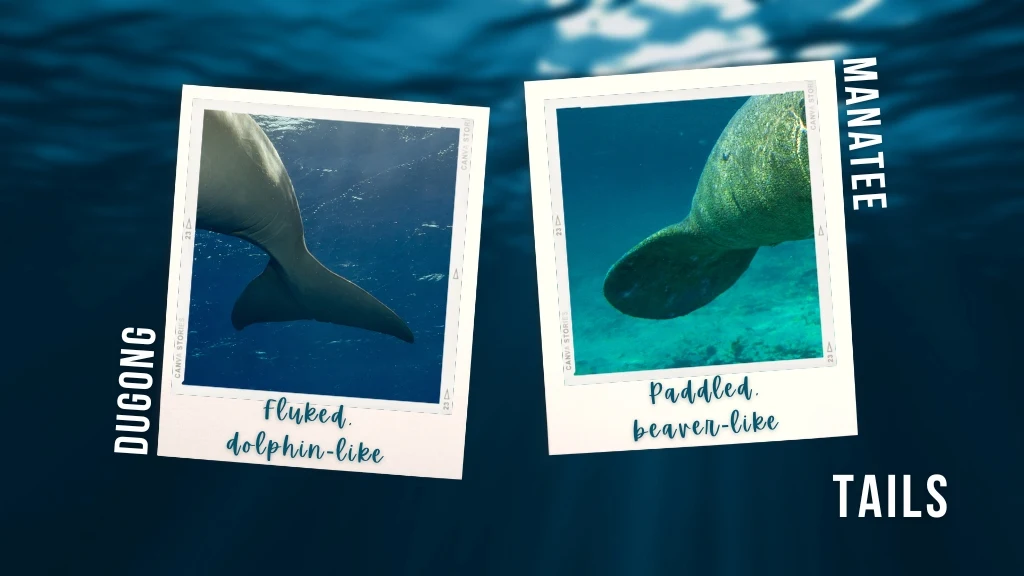 Two images on an underwater background show the difference between dugong vs manatee tails. A fluked, two-pronged dugong tail is on the left, with a paddle-like, rounded manatee tail on the right.