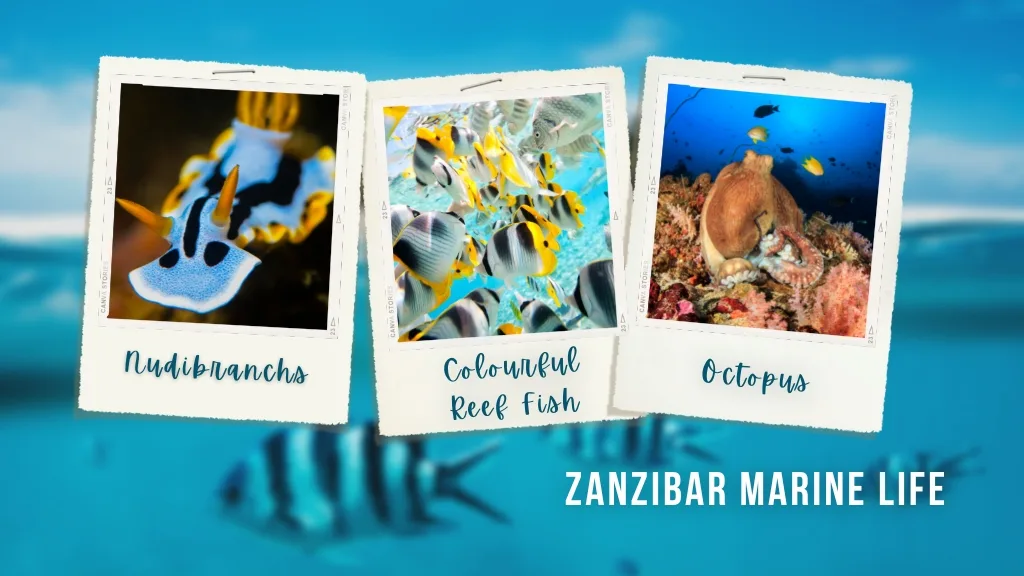 Polaroid images showing the reef fish found in Zanzibar as described in the article. 