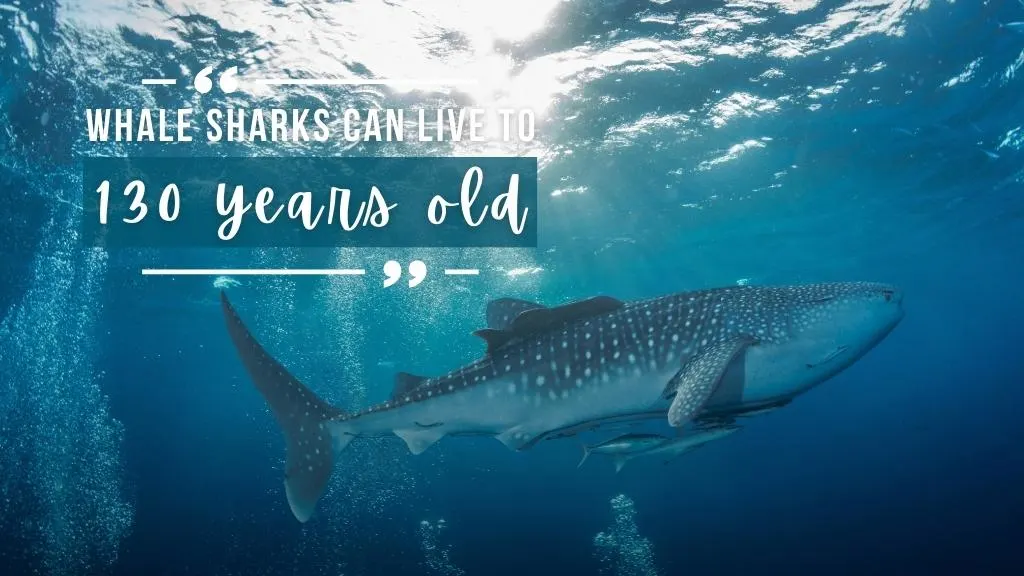 A whale shark swims close to the surface with scuba divers' bubbles around it. Overlaid white text quotes the article above.