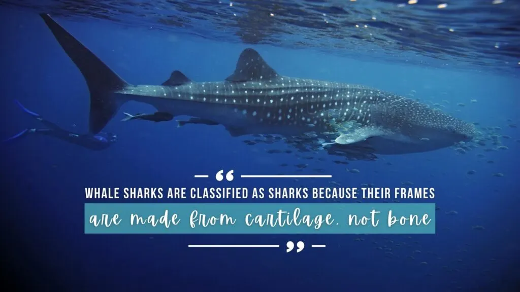 A freediver dives down behind a large whale shark just below the surface in deep blue ocean. Overlaid white text quotes the article above. 