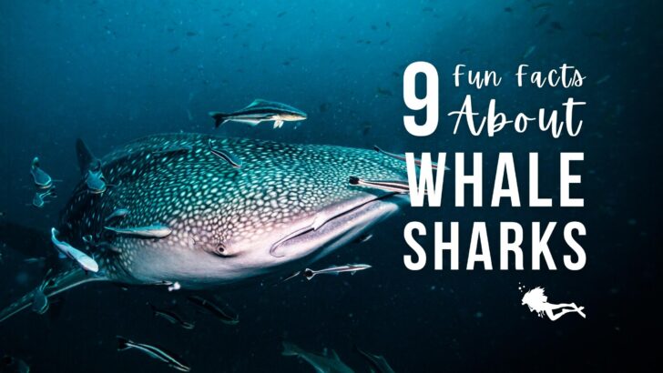 A whale shark swimming in deep blue water towards the camera, surrounded by cleaner fish. Overlaid white text reads 