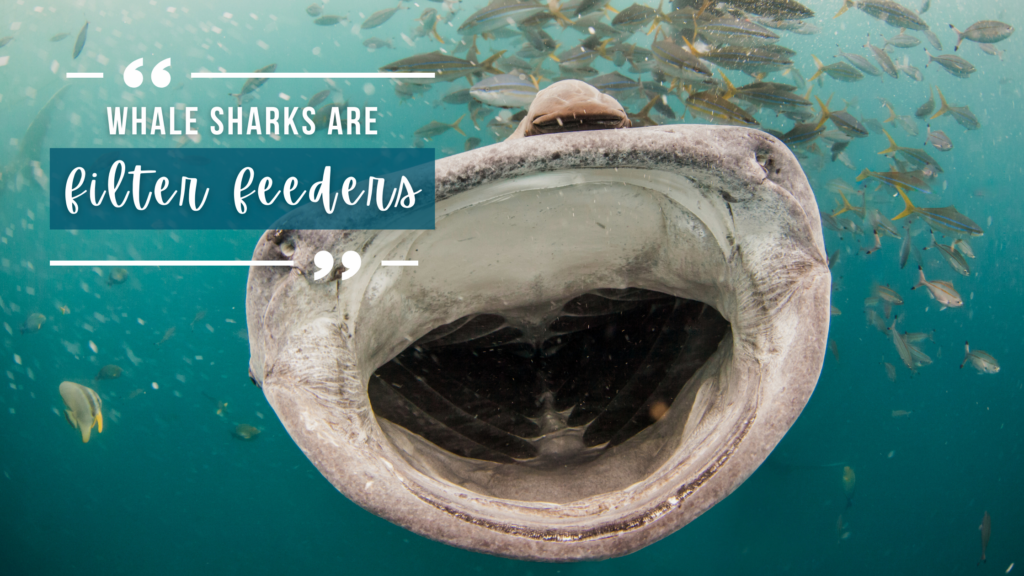 A whale shark swims towards the camera with its mouth open, showing the size of it's mouth. The background shows turquoise water and a school of silver and yellow fish. Overlaid white text reads "whale sharks are filter feeders".