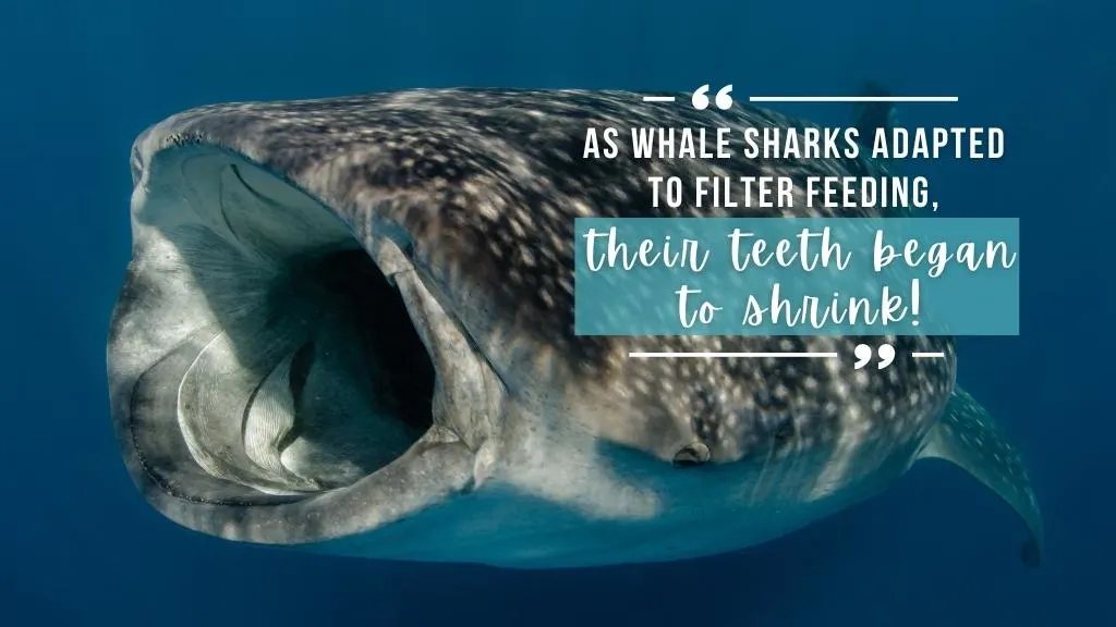 A whale shark swims from right to left with its mouth wide open, filter feeding. Overlaid white text quotes the article above. 