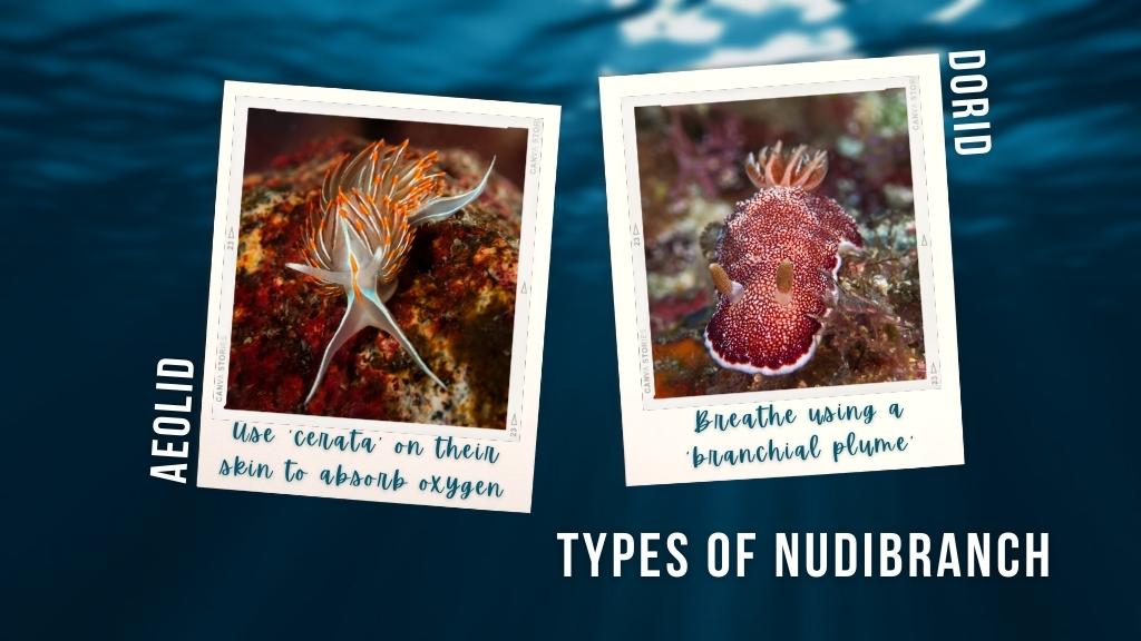 Graphic showing the differences in gills between aeolid vs dorid nudibranchs. 