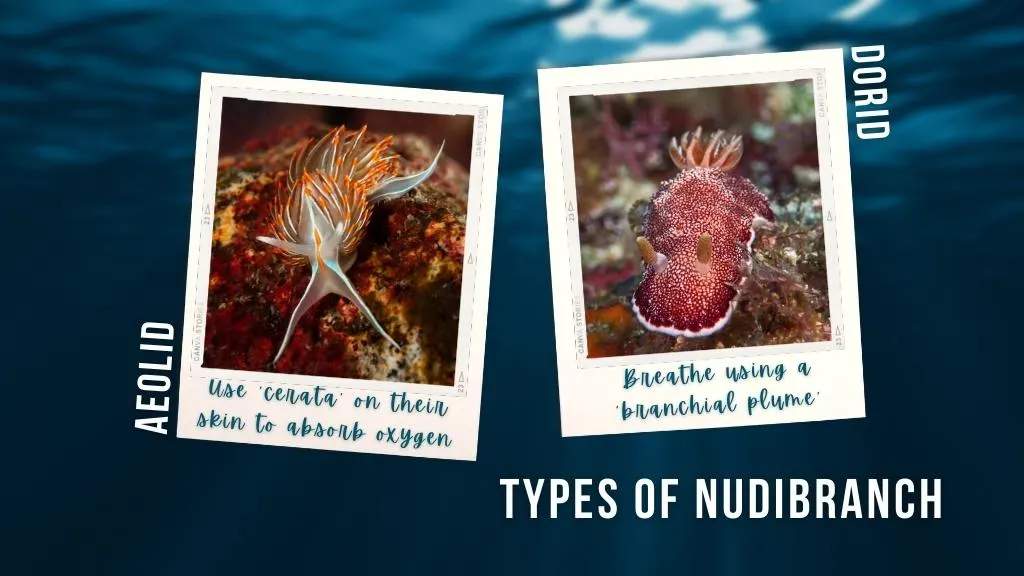 Graphic showing the differences in gills between aeolid vs dorid nudibranchs.