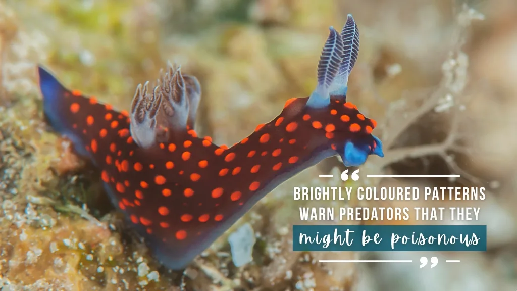A nudibranch with a deep blue body and bright, fluorescent red spots sits on pale yellow rock. Overlaid white text reads "brightly coloured patterns warn predators that they might be poisonous".