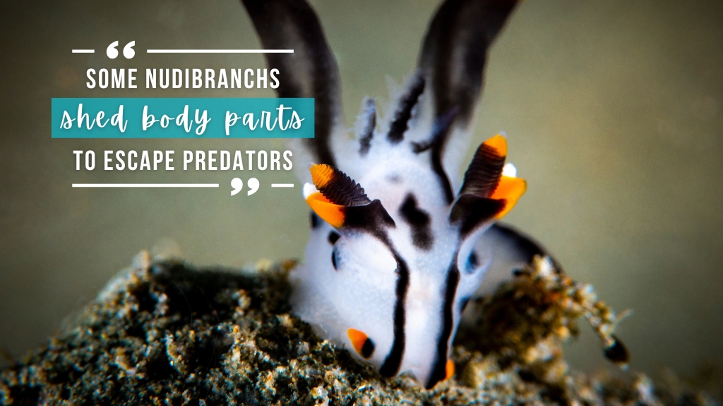 A black white and orange sea slug faces towards the camera. Overlaid white text quotes the article.