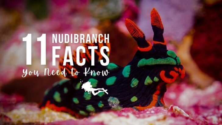 11 Nudibranch Facts You Need to Know
