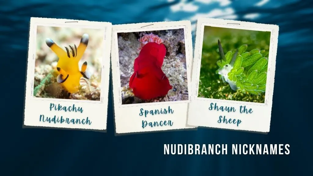 Polaroid images showing three types of nudibranch as described in the text below.