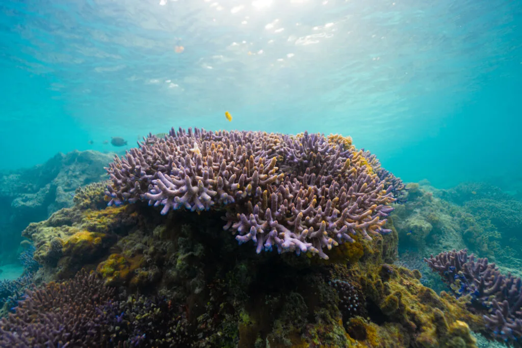 Branching corals sit atop large coral bommie structures. The corals are tinged lilac. A small yellow fish swims above the coral, with bright turquoise water in the background. 
