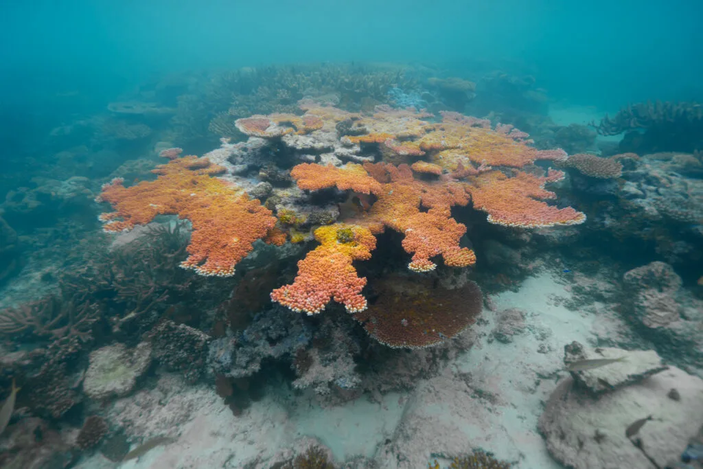 A vibrant orange table coral surrounded by turquoise water.