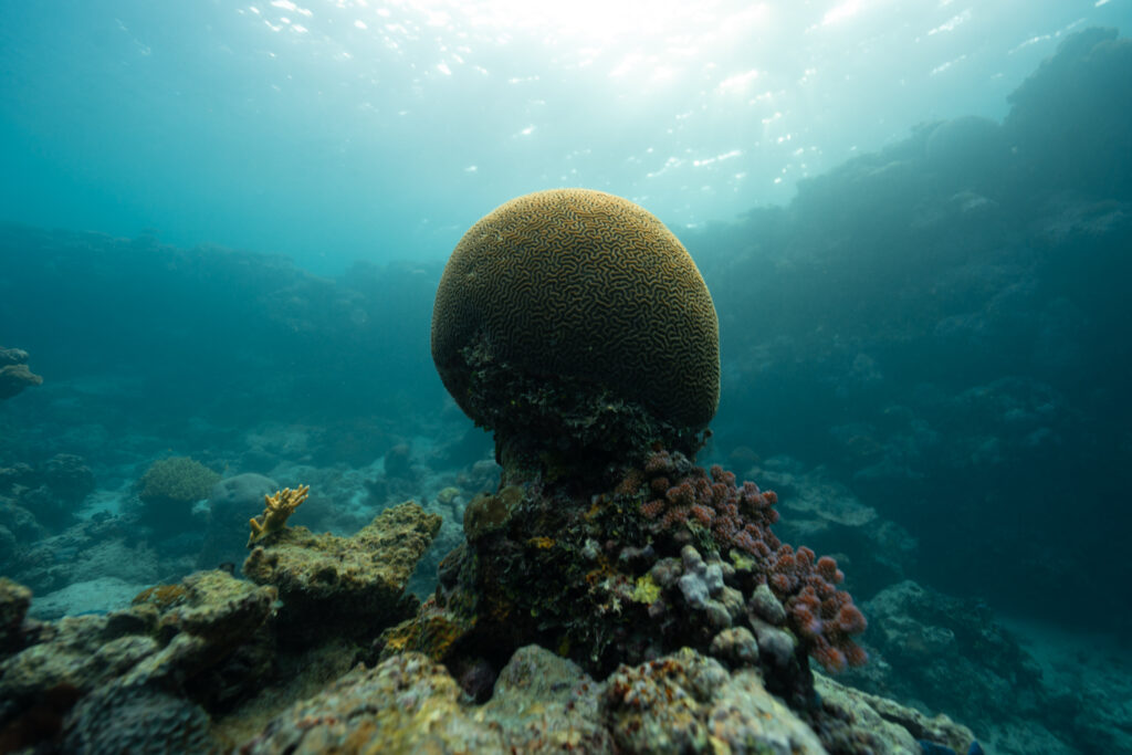 A large, round, yellow toned brain coral is surrounded by turquoise water, bright sunlight is streaming in from the surface.