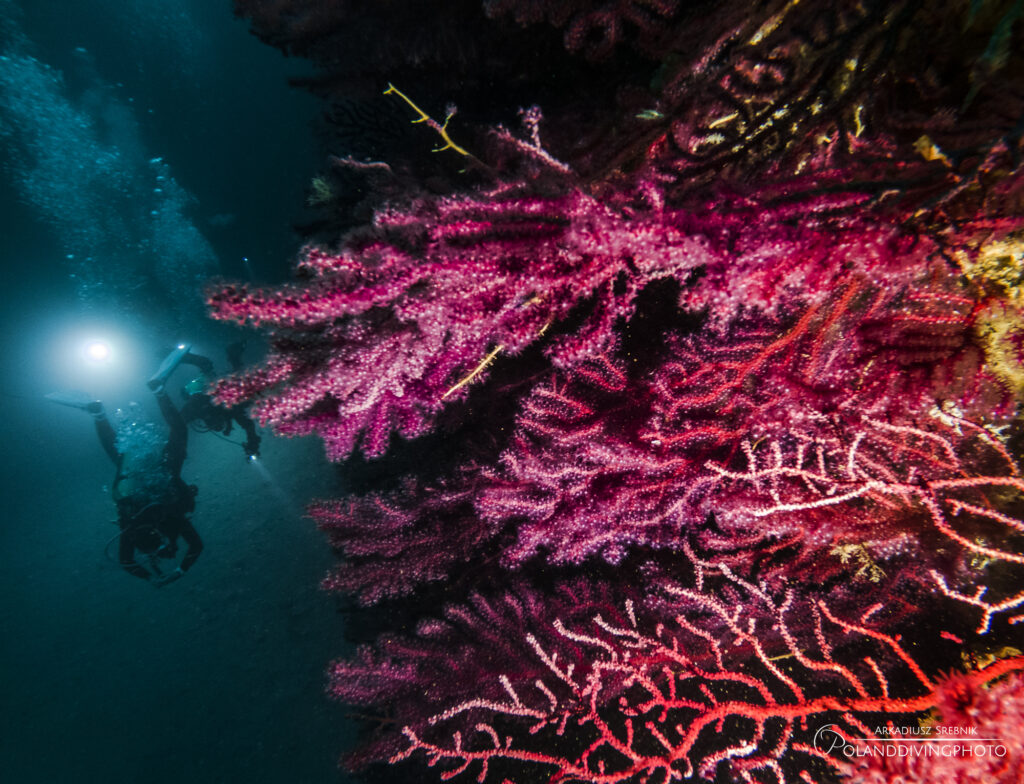 Stunning bright pink coral sits in the foreground of the image, attached to a shipwreck. Two scuba divers swim toward the camera to the right of the frame, behind the coral. 