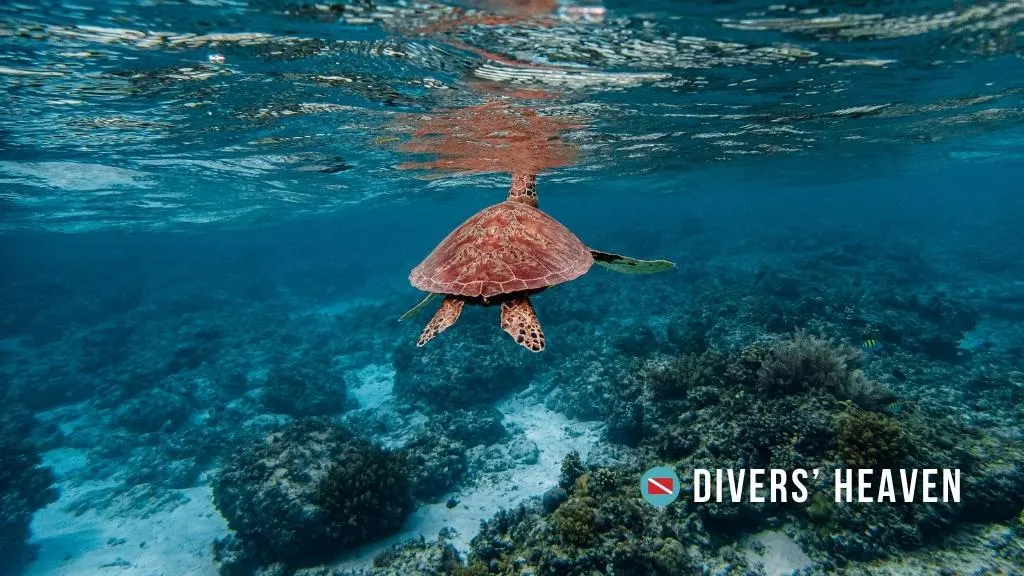 A turtle swims away from the camera in crystal blue water, in one of the best dive sites in the Philippines at Balicasag island. 