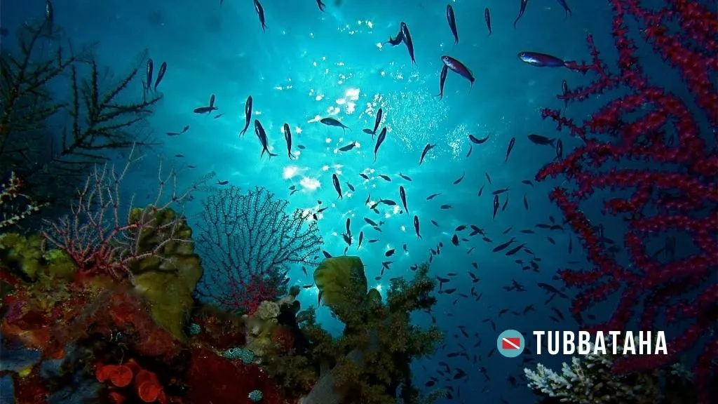 Underwater reefscape with large, colourful gorgonians to the foreground, abundant reef fish in the midground, and sunlight filtering through deep, turquoise surface in the background.