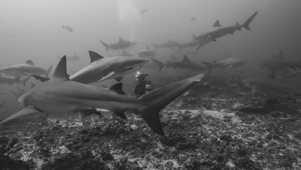Black and white image of a woman scuba diver, Natasha, underwater surrounded by more than 15 bull sharks. 