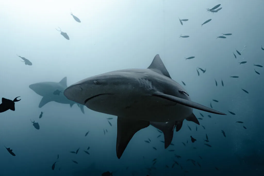 A large bull shark swims in midwater and looks towards the camera as it swims past. Schools of fusiliers and red tooth triggerfish swim silhouetted in the background.