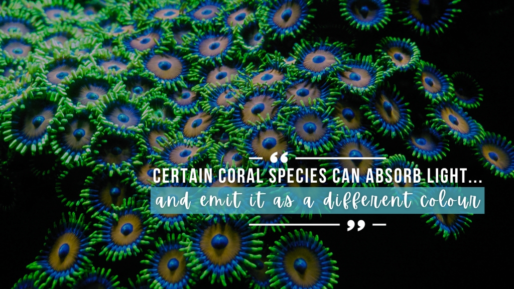 Close up coral polyps in bright fluorescent green with blue centres against a black background. Overlaid white text quotes the article.
