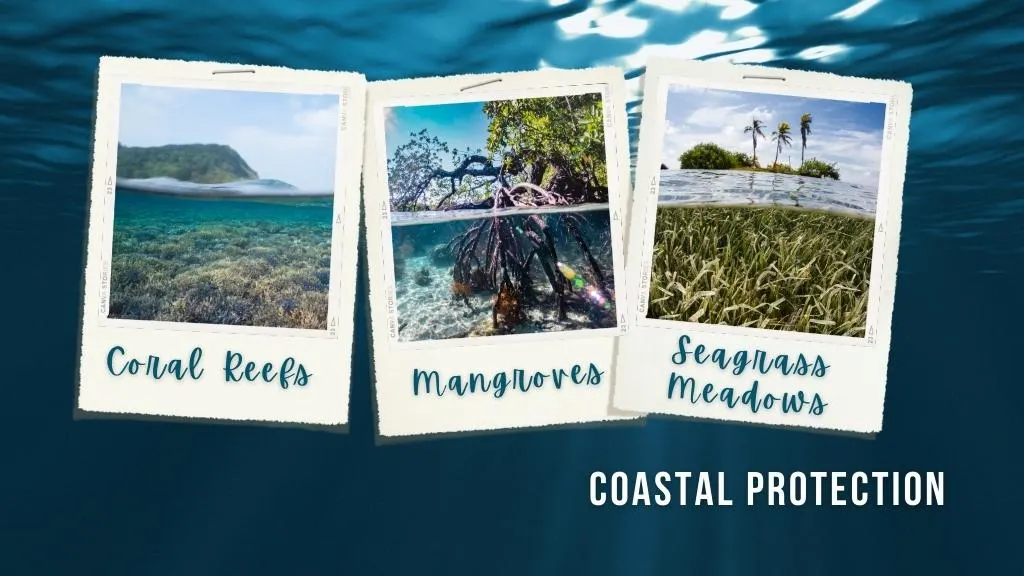 Polaroid images on a blurred ocean background showing a coral reef, mangrove forest, and seagrass meadow. Overlaid white text reads "coastal protection"