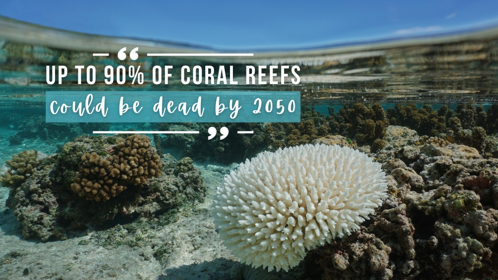 Split underwater image with bright blue sky and reef underwater. A coral in the foreground is white due to coral bleaching. Overlaid white text quotes the article.