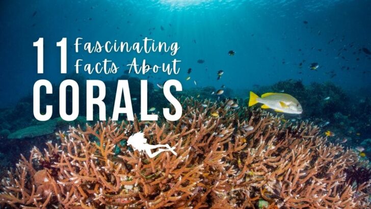 Underwater scene featuring a large branching coral in the foreground, with a black and yellow striped sweetlips to the right and small reef fish in the background against deep blue ocean. Overlaid white text reads "11 fascinating facts about corals"