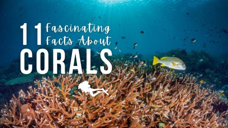 11 Fascinating Facts About Coral