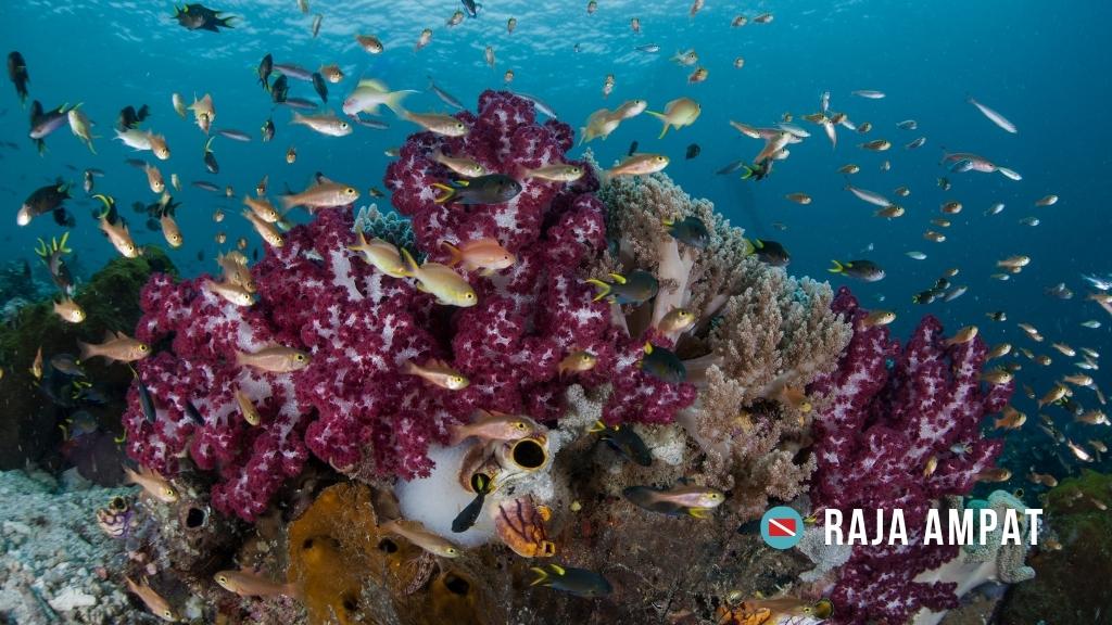 A thriving coral environment with bright purple soft corals and small fish surrounding the reef.
