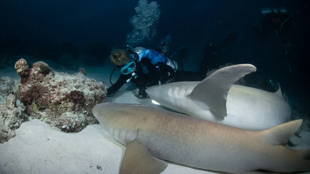 A scuba diver hovers close to the sea floor, with two large nurse sharks in front. One is close to her face.