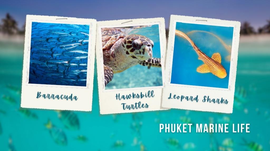Polaroid images showing marine life in Phuket - a school of barracuda, a hawksbill turtle, and a leopard shark.