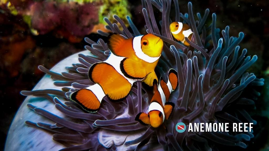 Three orange clownfish in a purple anemone.