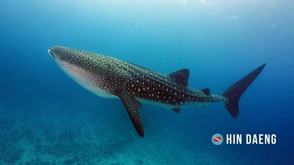 A large whale shark swims perpendicular to the camera. It is grey with white spots and large fins.