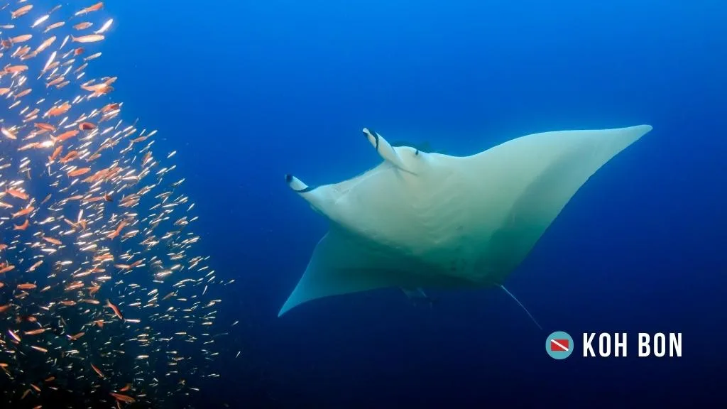 A manta ray swims above the camera in deep blue ocean whilst diving in phuket. A school of small red fish swim to the left of the frame.