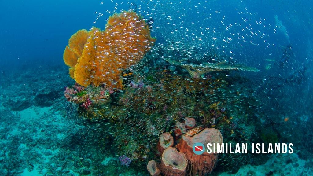 Underwater image of a large coral structure with yellow fan corals, table corals, and orange barrel sponges. Small silvery glass fish can be seen schooling around the coral bommie structure. Overlaid white text reads "Similan Islands"