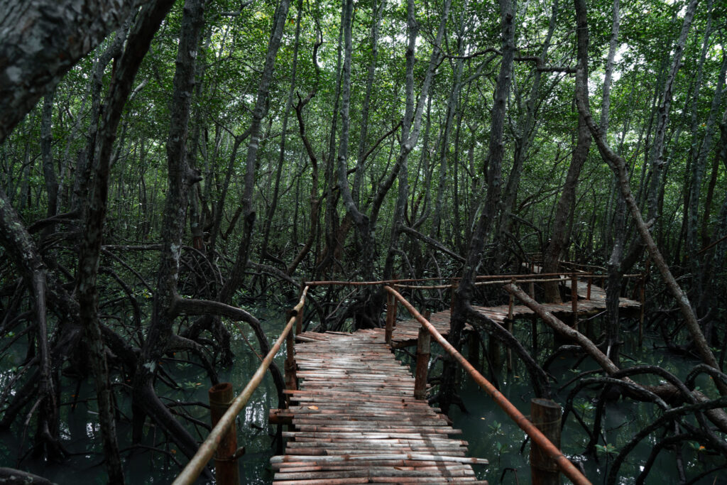 A wooden pathway snakes through a mangrove forest. The foliage is dense and the water below is a deep, dark colour. 