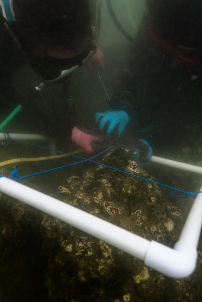 Two scuba divers conduct scientific studies in murky conditions. They are inspecting a square area of seabed marked out with pipes and lines, and both are wearing gloves. 
