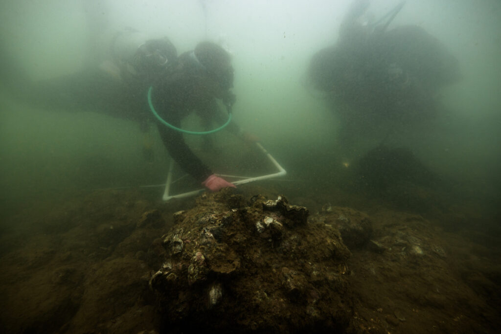 Two scuba divers conduct scientific studies in murky conditions. They are moving equipment to inspect oysters on the seabed.