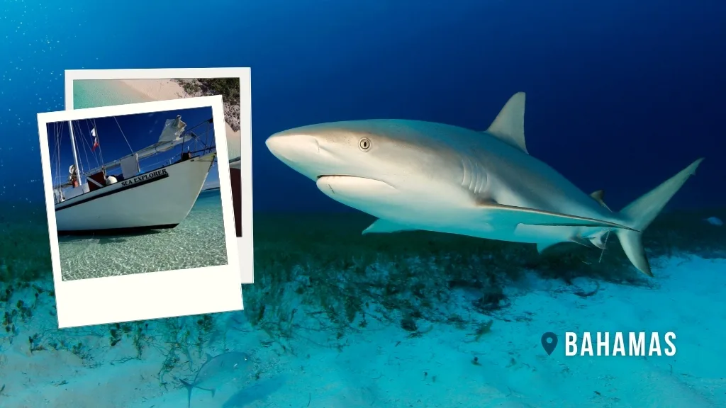 A Caribbean reef shark in deep blue water over sandy bottom. Inset image of Sea Explorer, a dive liveaboard, docked in shallow water.