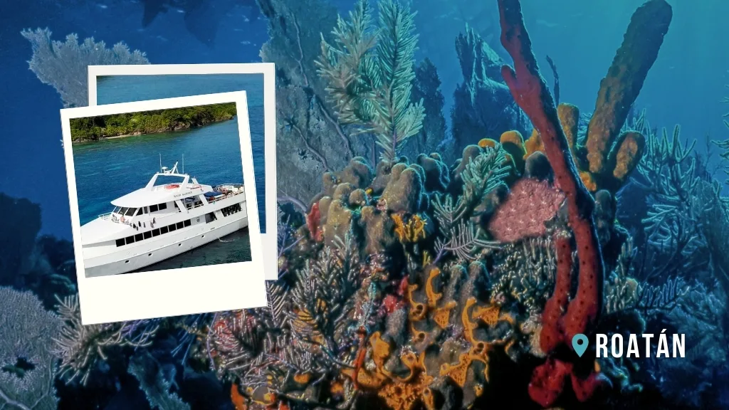 Red and orange corals in deep blue water. Inset image, the Roatan Aggressor - a mid sized white liveaboard docked in idyllic blue water.