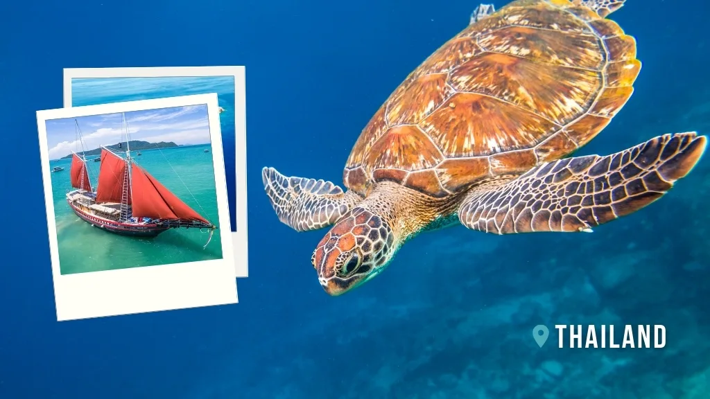 A green sea turtle descends in deep blue water. Inset image, the Phinisi livebaoard with red sails in Thailand in bright blue water.